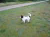 Lagotto romagnolo Mumi