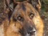 Schæferhund Luffe [ Himmelhund]