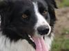 Border collie Simba