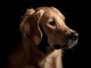 Golden retriever Dumle