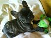 Fransk bulldog Fernando