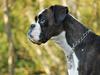 Boxer Laica