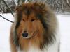 Collie langhåret ADIOR C'EST SI BON