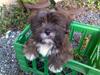 Lhasa apso sweet sa-li-ma's Gizmo