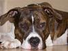 Amerikansk staffordshire terrier Kuba