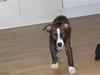 Amerikansk staffordshire terrier Belle