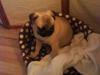 Mops Fiona