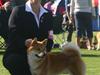 Shiba Niiki