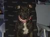 Staffordshire bull terrier Chanell