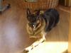 Schæferhund † Rex † R.I.P. †