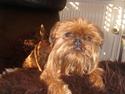 Griffon belge frida