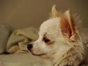 Chihuahua Kenzo