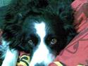 Border collie bessie