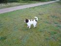 Lagotto romagnolo Mumi