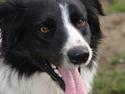 Border collie Simba