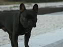 Fransk bulldog Adonis