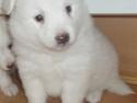 Japansk spids Balou