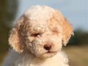Lagotto romagnolo Ilare lapinlumon
