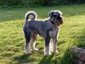 Mellemschnauzer Rabjerg's Skywalker