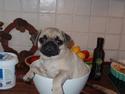 Mops Benedicte