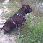 Staffordshire bull terrier Chico**