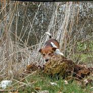 Dansk svensk gaardhund Bandit