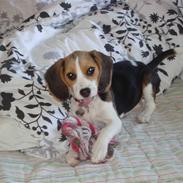 Beagle Abby