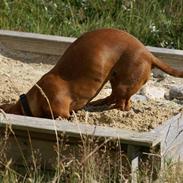 Gravhund Stovdalen´s Bianca (Ronja