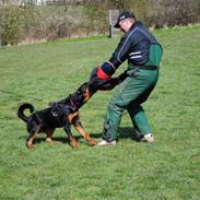 Rottweiler Basse 