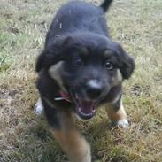 Blanding af racer Bianca