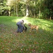 Blanding af racer Bianca