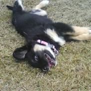 Blanding af racer Bianca