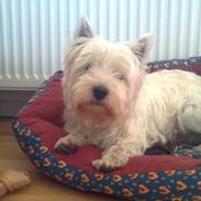 West highland white terrier Futte =D<3.