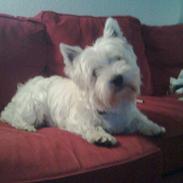 West highland white terrier Futte =D<3.