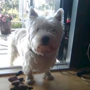 West highland white terrier Futte =D<3.