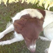 Kleiner münsterländer Max