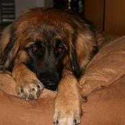 Leonberger Leodania´s Phaona Shewolf
