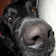 Flat coated retriever flappy