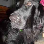 Flat coated retriever flappy