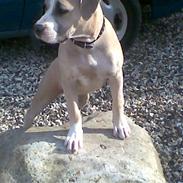 Amerikansk staffordshire terrier Molly