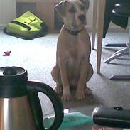 Amerikansk staffordshire terrier Molly