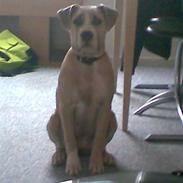 Amerikansk staffordshire terrier Molly