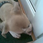 Amerikansk staffordshire terrier Molly