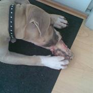 Amerikansk staffordshire terrier Molly