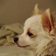 Chihuahua Kenzo