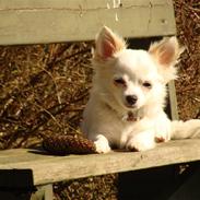 Chihuahua Kenzo