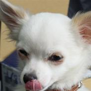 Chihuahua Kenzo