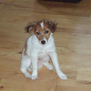 Blanding af racer (Dansk/Svensk)  "Basse"