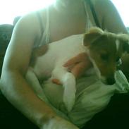 Blanding af racer (Dansk/Svensk)  "Basse"