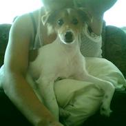 Blanding af racer (Dansk/Svensk)  "Basse"